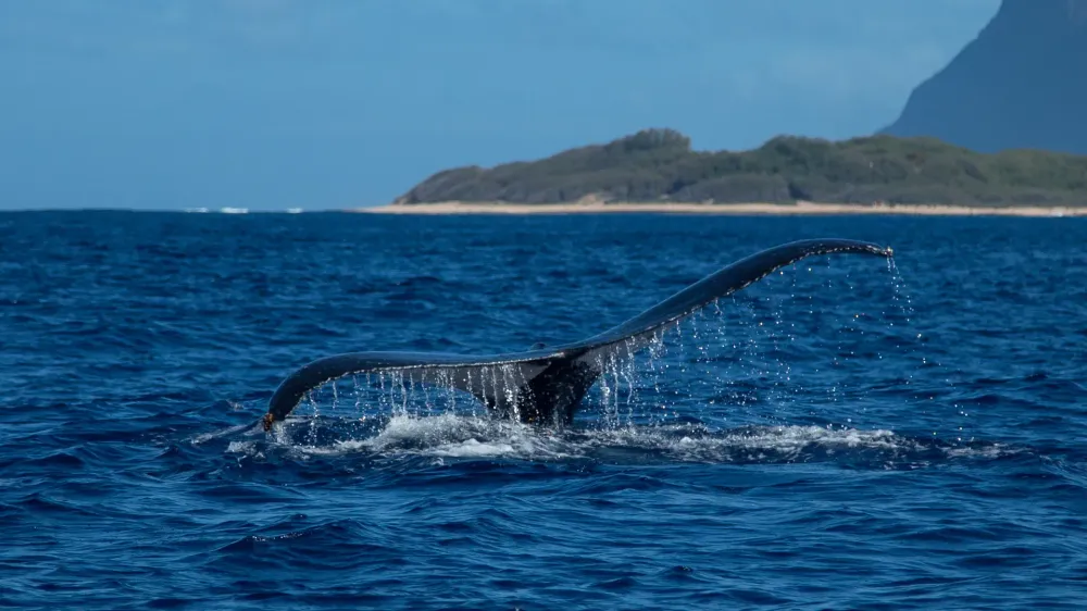 whale tail